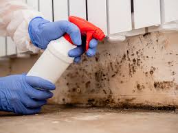 Best Basement Mold Removal  in Burke, VA